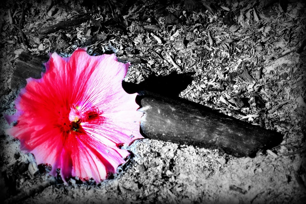 Flower in Ashes