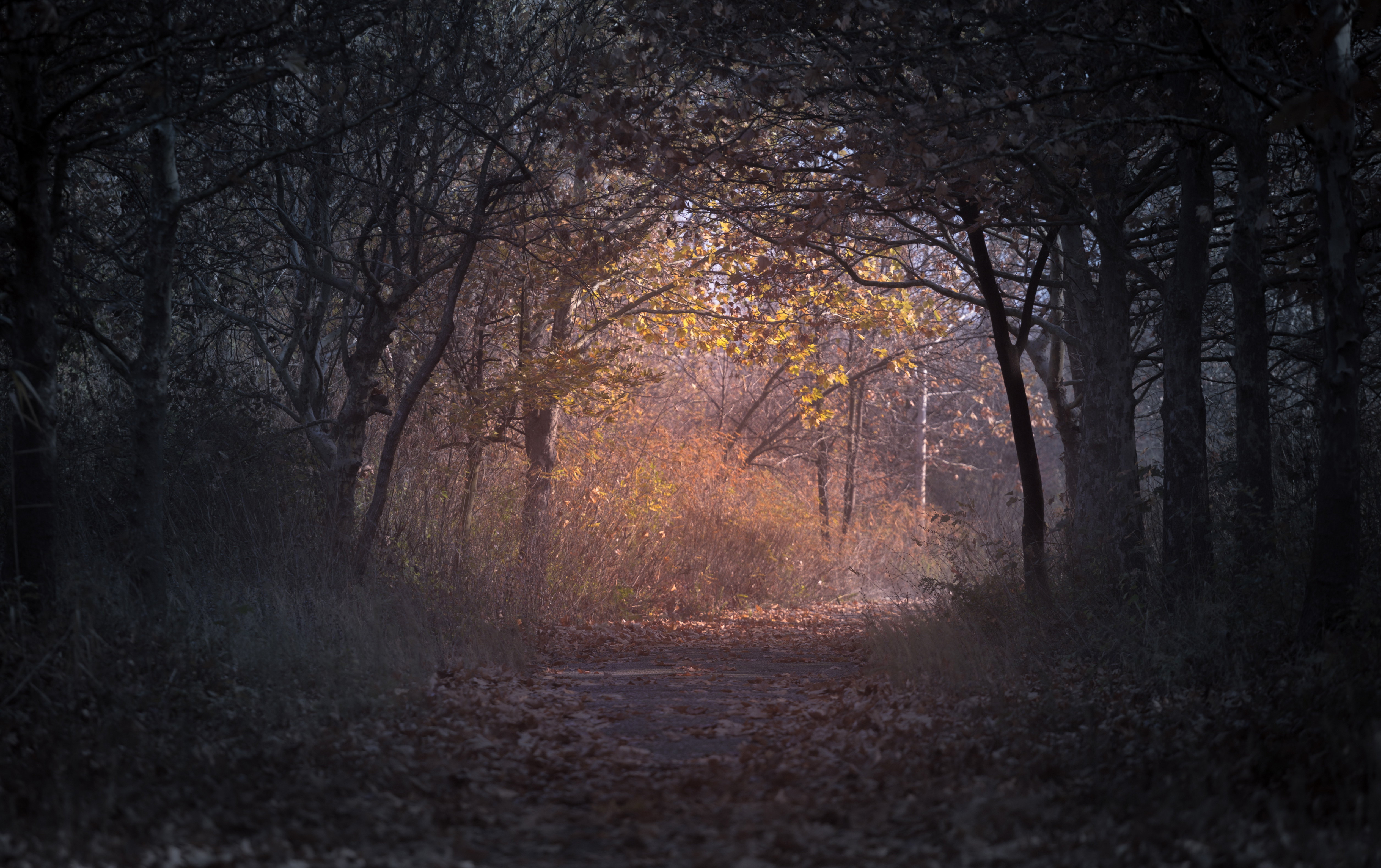 Forest path