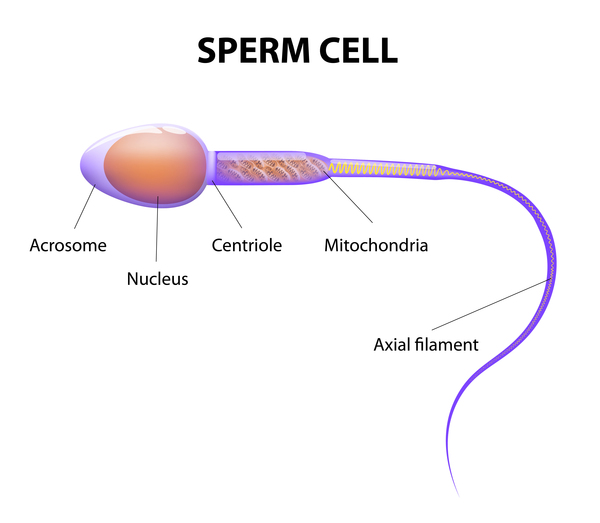 sperm-cell