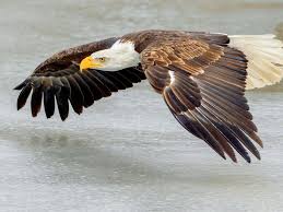 eagle 2